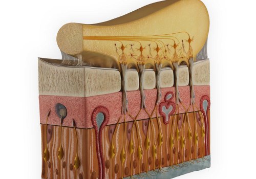 Skin Anatomy and Physiology in Practice: Preventing and Treating Purulent Drainage